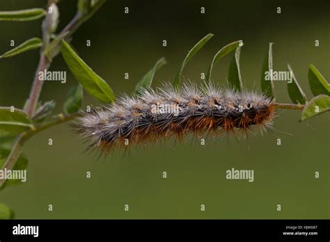 Hairy Brown Caterpillars In Nature Note Shallow Depth Of Field Stock