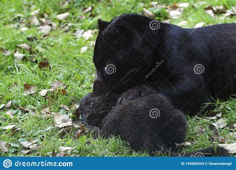 Black Panther Panthera Pardus Mother With Cub Laying On Grass Stock