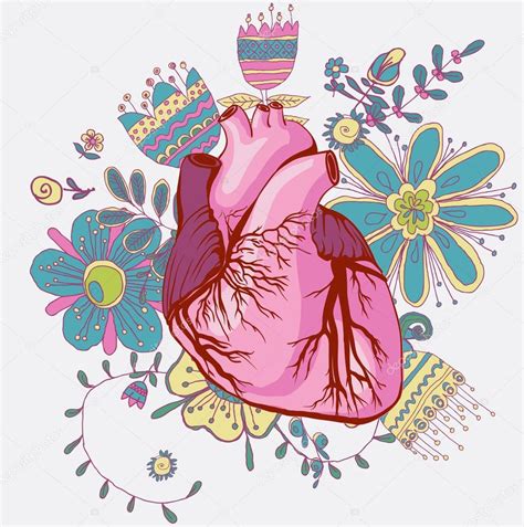 Dibujo Del Corazón Anatómico Vectorial — Vector De Stock © Mamziolzi