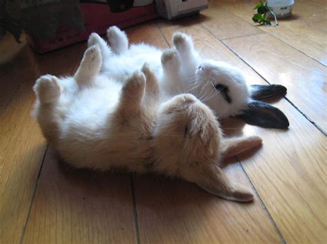 20 Of The Cutest Bunnies Ever Bored Panda