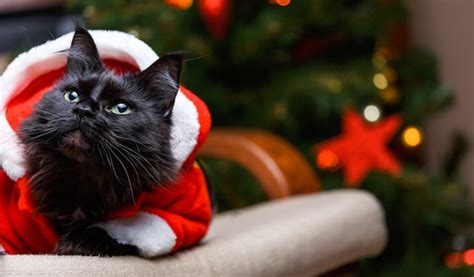 Premium Photo Festive Portrait Of Black Cat In Santa Claus Costume On