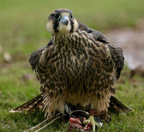 International Centre For Birds Of Prey On