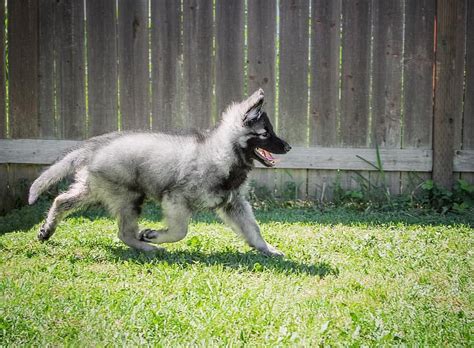 Shiloh Shepherd Puppies For Sale California Pudding To Come