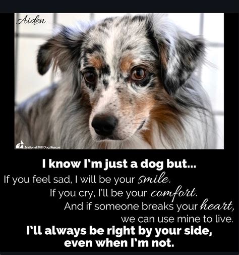 Pin By National Mill Dog Rescue On Nmdr Dog Posters In 2020 Dog