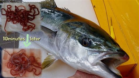 Worm Parasites In Fish Yellowtail Water More Powerful Than