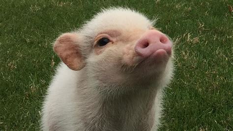 Hank The Mini Pig Is The Cutest Thing Youll See Today