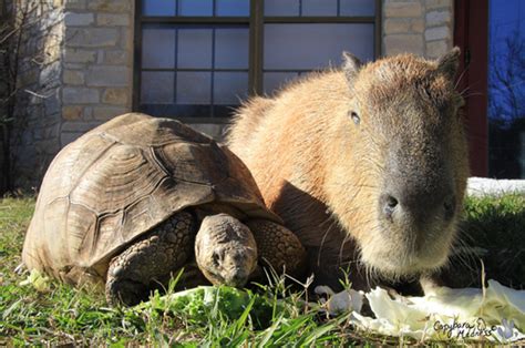 15 Photos That Prove Capybaras Are Friends With Everyone Capybara