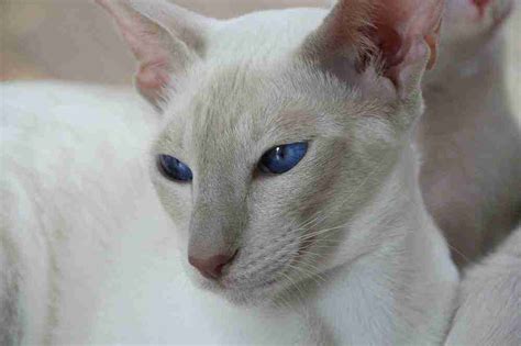 Lilac Point Siamese Cats Key Facts