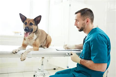 Aspirin Dosage Chart For Dogs What Eats What