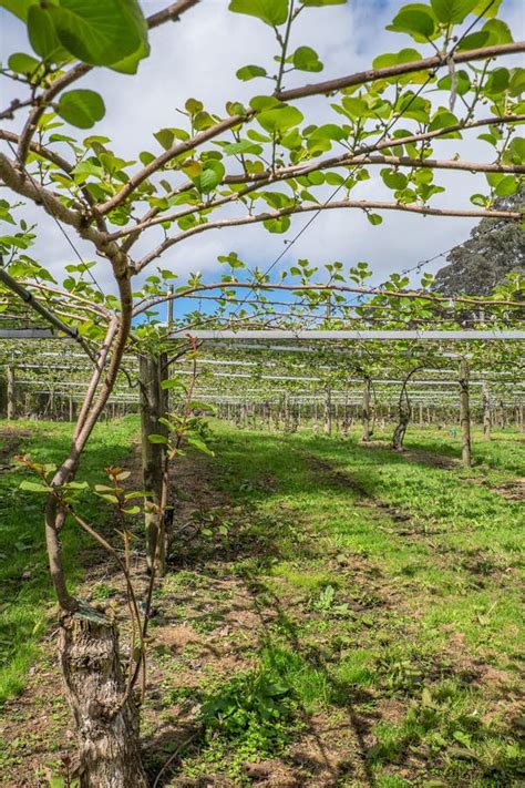Kiwi Fruit Orchard In Kerikeri New Zealand Nz Stock Image Image Of