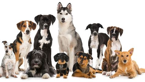 7 Dog Breed Groups Your Ultimate Guide Top Dog Tips