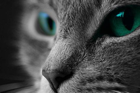 Free for commercial use no attribution required high quality images. Cat Macro Photography · Free photo on Pixabay