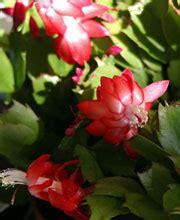 Photos du cactus de noël en fleur de zouzou. Les secrets de la culture des cactus de Noël | Une fleur ...