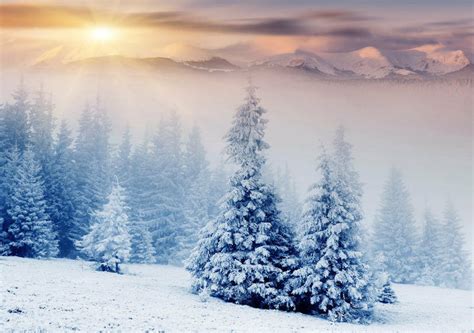 Snow Trees Winter Mountains 3d Full Wall Mural Photo