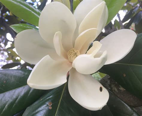 Iiscahuja Magnolia Grandiflora Iisc