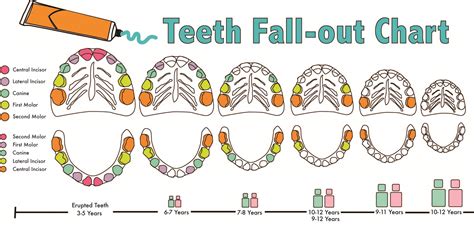 You probably won't find many of your pup's loose teeth because. Dental Care London - Kids