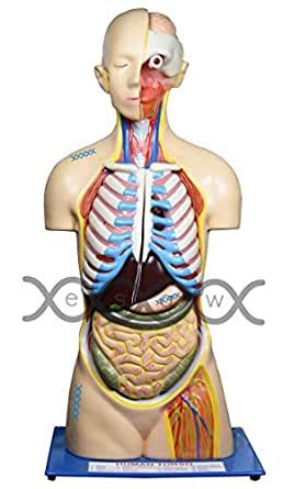 ESAW Human Body Torso Organ Model With Magnetic System 3 Feet 12