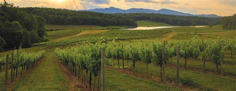 Biltmore Estate Asheville North Carolina Winery Asheville