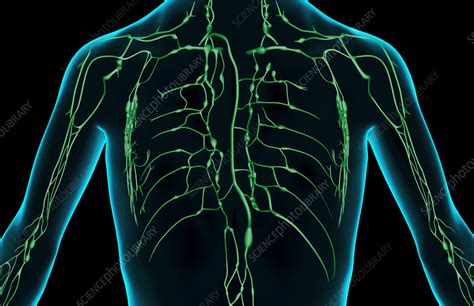 The Lymph Supply Of The Upper Body Stock Image F0018965 Science