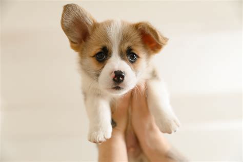 A Guide To Puppy Care Superbikeitalia