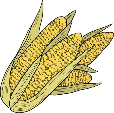 Corn Cobs Clipart Free Download Transparent Png Creazilla