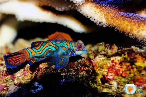 18 Must Know Facts About Mandarin Gobies