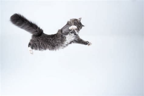300点を超える猫 飛び降りるのストックフォト、写真、そしてロイヤリティフリーの画像 Istock