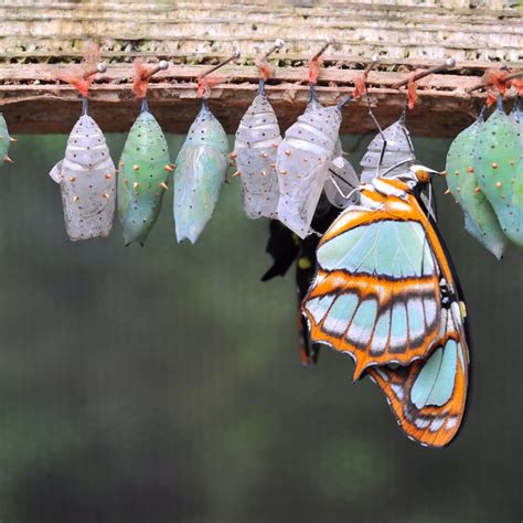 Butterfly Cocoon Embracing Change Embrace Change Is Hard Process Of