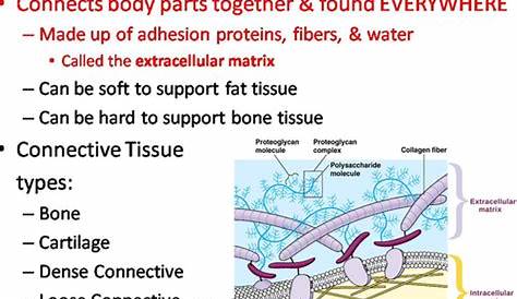Body Tissues PowerPoint and Worksheet | Teaching Resources