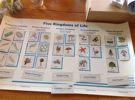 Five Kingdoms Of Life Work From Montessori Services Kingdom Fungi