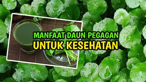 Khasiat Daun Pegagan