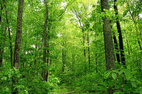 Deep Woods Dense Deciduous Forest Pike County Within