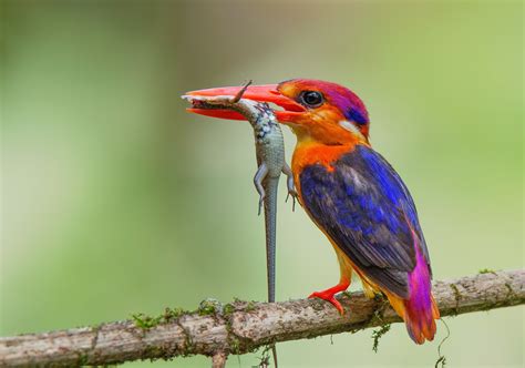 Oriental Dwarf Kingfisher Juzaphoto