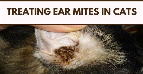 It can be used alone or with other ingredients to boost its efficiency. Treating Ear Mites In Cats | Cat Ear Mites Solution - Pet ...