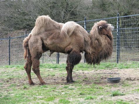 Marine Life: Camels