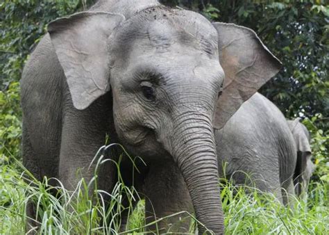 Elefante Da Floresta Características Comportamento E Fotos Mundo