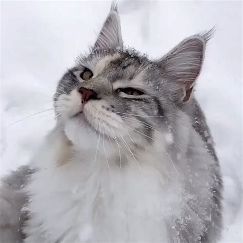 Cats And Snowflakes Cats