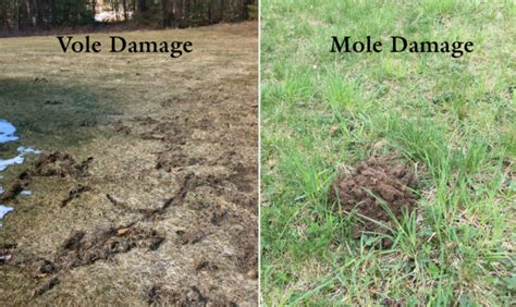 Voles And Moles In Your Lawn • Chippers Inc