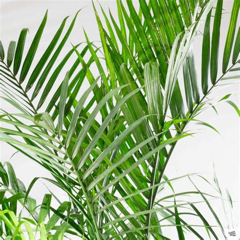Majesty Palm — Green Acres Nursery And Supply