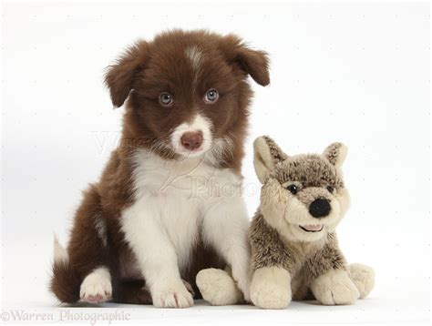 Dog Chocolate Border Collie Pup And Wolf Soft Toy Photo Wp36039