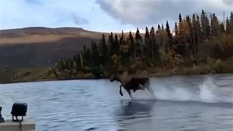 With tenor, maker of gif keyboard, add popular running on water animated gifs to your conversations. Moose running on water across the river ~ unbelievable ...