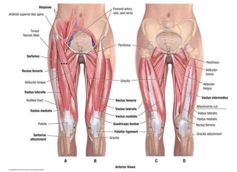 There are four muscles in anterior region of the thigh. human anatomy hip muscles human anatomy hip muscle anatomy ...