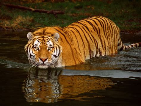 Bengal Tiger Wallpapers
