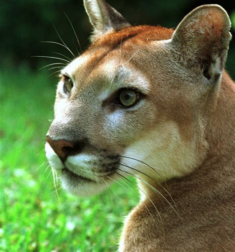 Mountain Lion Bites Head of 8-year-old Boy, Child Fights Off Animal ...