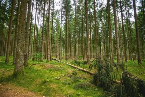 Green Timber Forest With Tall Pine Stock Image Colourbox