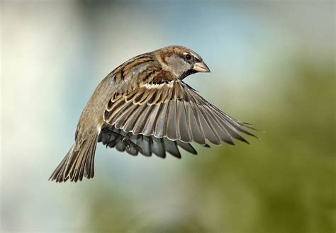 The Great Sparrow Campaign By Andrew Cameron Bpoty Chair