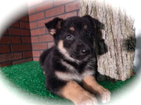 Collie mixed puppies should be bought from a reputable breeder. View Ad: Collie-German Shepherd Dog Mix Puppy for Sale near Illinois, CHICAGO, USA. ADN-9436