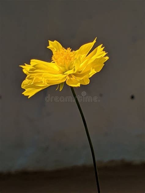 A Yellow Flower With A Black Background Stock Photo Image Of Black
