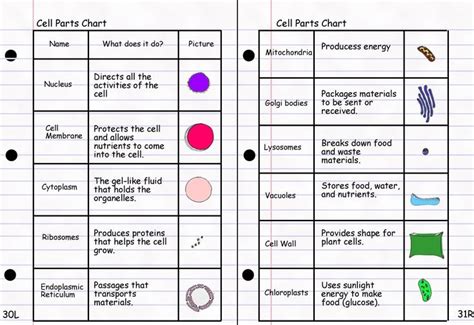 This Exploration Of Plant And Animal Cell Organelles And Cell Structure