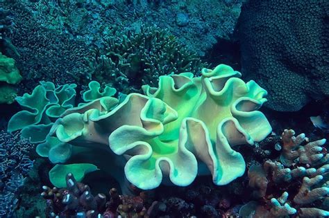 Premium Photo Coral Reef Macro Texture Abstract Marine Ecosystem